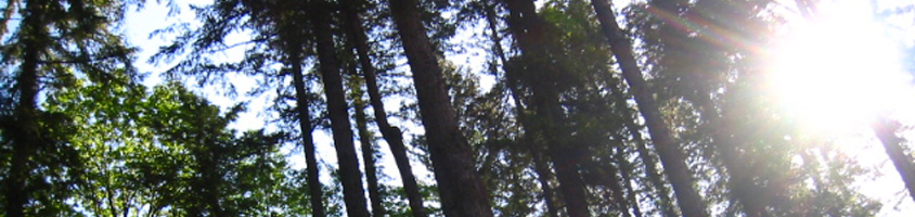 Trees around the Selah Campground in Courtenay, BC